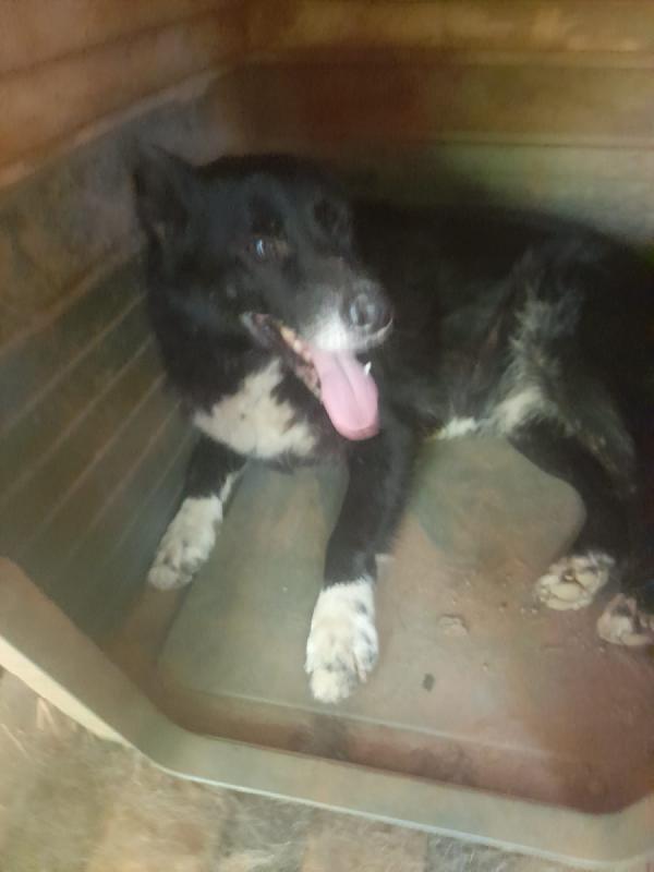 Sono Lupo 🐶🏠 Aiutami A Trovare Casa – 🏠 